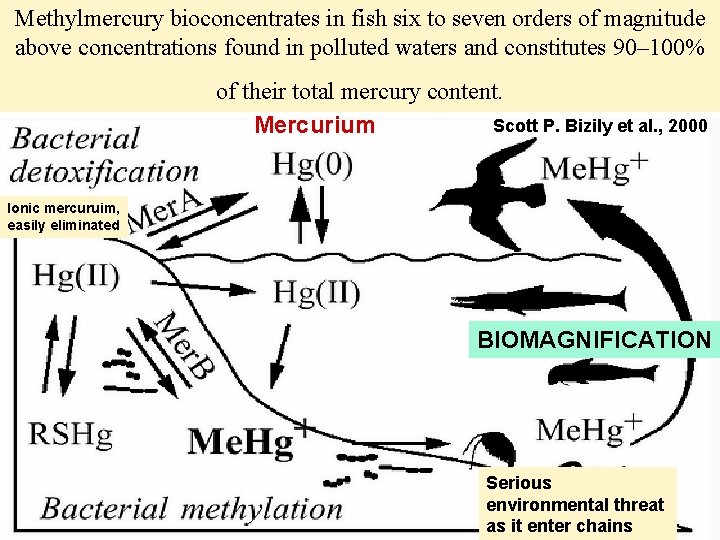 Methylmercury bioconcentrates in fish six to seven orders of magnitude above concentrations found in