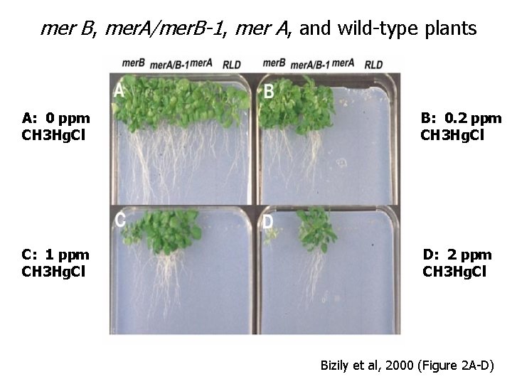 mer B, mer. A/mer. B-1, mer A, and wild-type plants A: 0 ppm CH