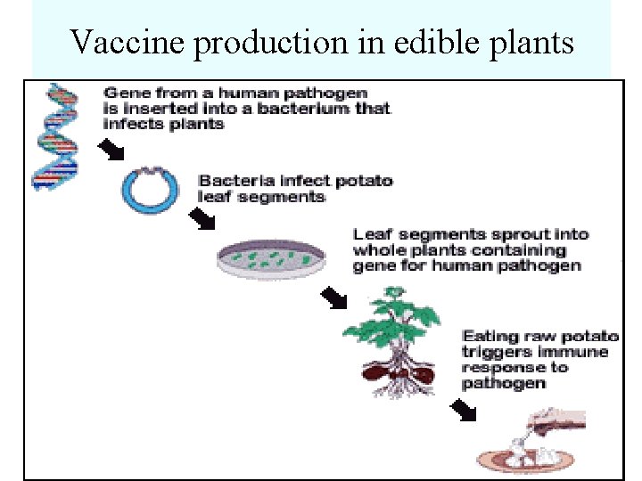 Vaccine production in edible plants 