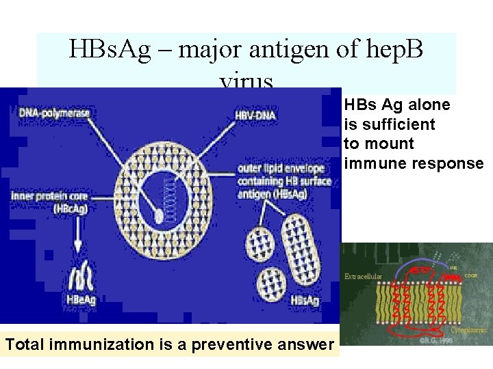 HBs. Ag – major antigen of hep. B virus HBs Ag alone is sufficient