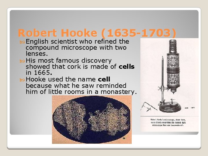 Robert Hooke (1635 -1703) English scientist who refined the compound microscope with two lenses.