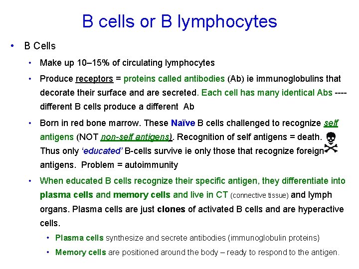 B cells or B lymphocytes • B Cells • Make up 10– 15% of
