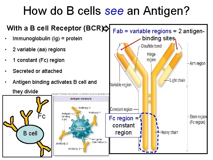 How do B cells see an Antigen? With a B cell Receptor (BCR) •