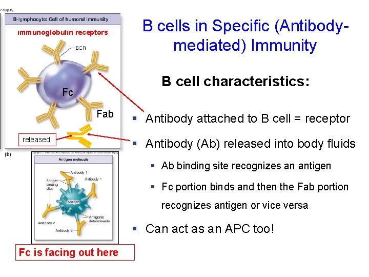 immunoglobulin receptors B cells in Specific (Antibodymediated) Immunity B cell characteristics: Fc Fab released