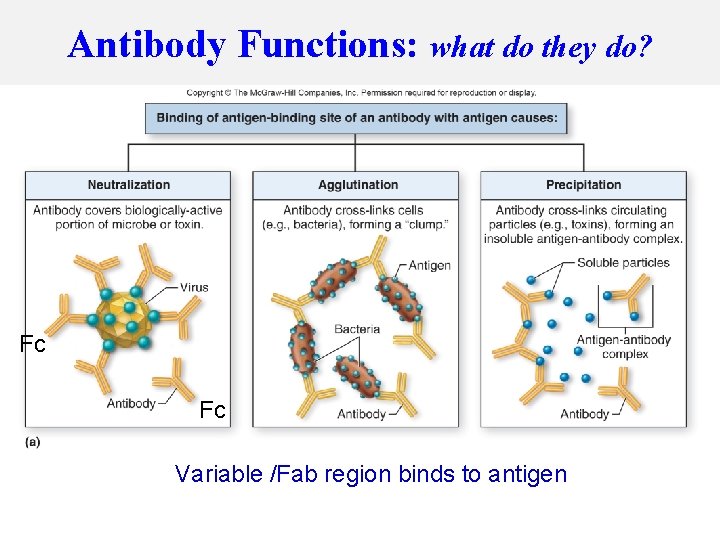Antibody Functions: what do they do? Fc Fc Variable /Fab region binds to antigen