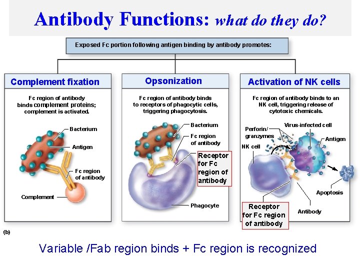 Antibody Functions: what do they do? Copyright © The Mc. Graw-Hill Companies, Inc. Permission
