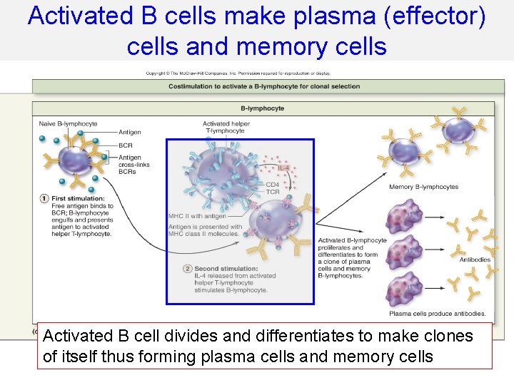 Activated B cells make plasma (effector) cells and memory cells Activated B cell divides