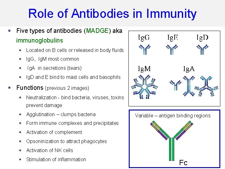 Role of Antibodies in Immunity § Five types of antibodies (MADGE) aka immunoglobulins §