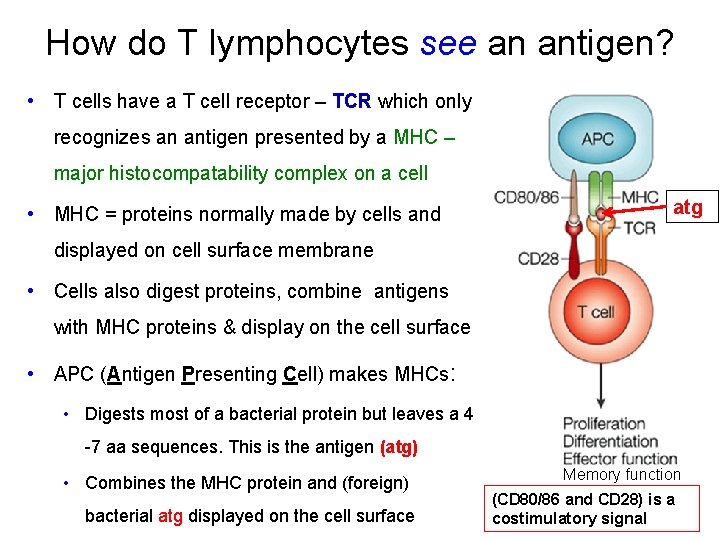 How do T lymphocytes see an antigen? • T cells have a T cell