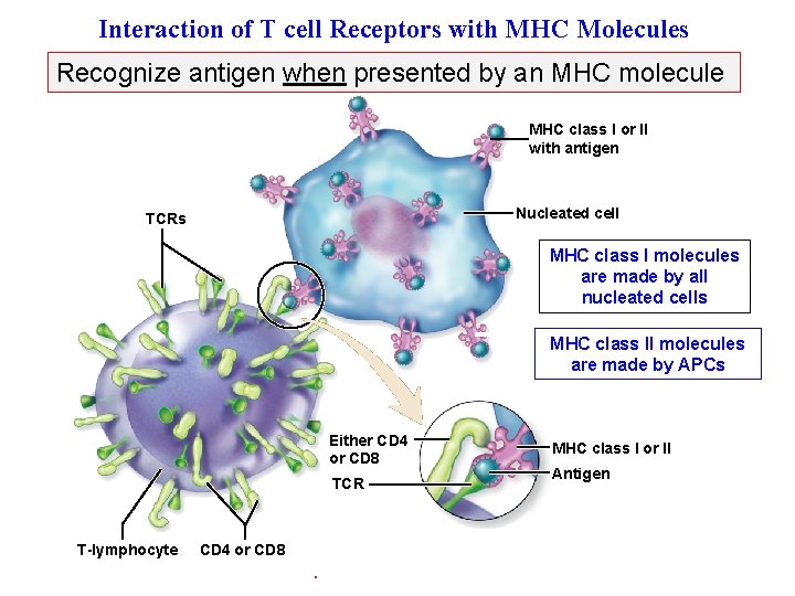 Interaction of T cell Receptors with MHC Molecules of Other (Figureby 22. 12) Recognize
