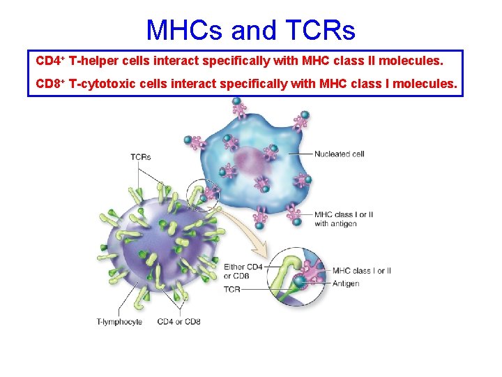 MHCs and TCRs CD 4+ T-helper cells interact specifically with MHC class II molecules.
