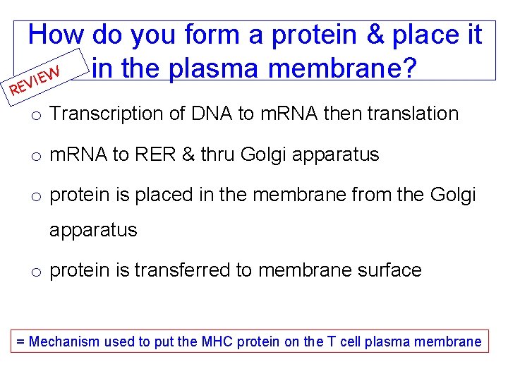 How do you form a protein & place it in the plasma membrane? W