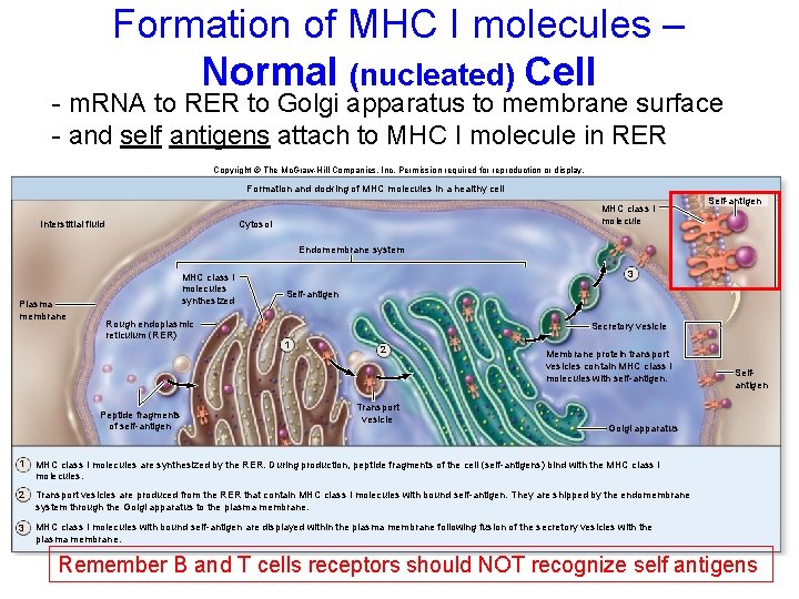 Formation of MHC I molecules – Normal (nucleated) Cell - m. RNA to RER