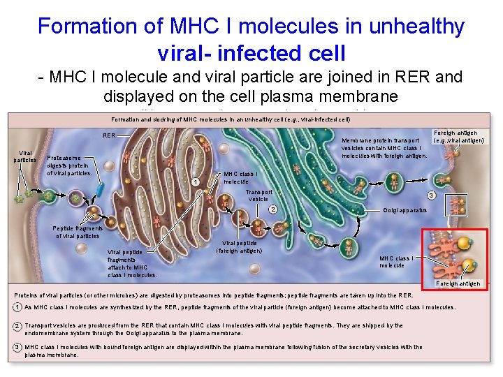 Formation of MHC I molecules in unhealthy viral- infected cell - MHC I molecule