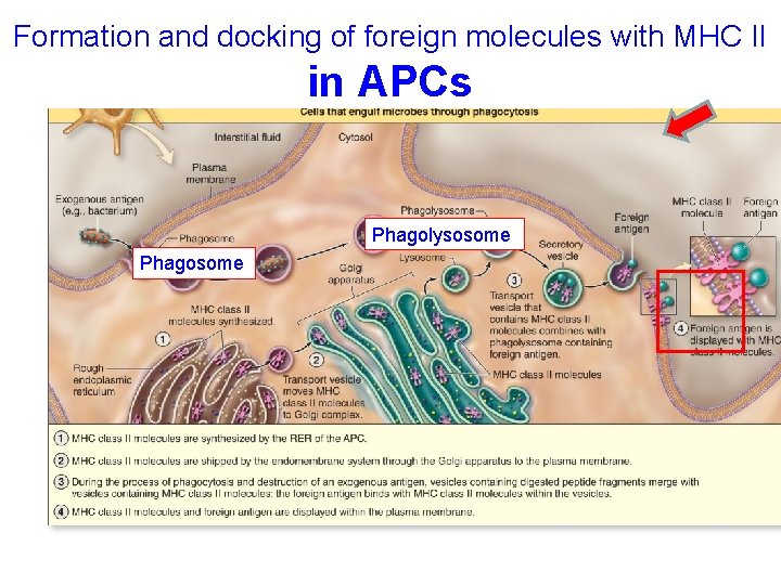 Formation and docking of foreign molecules with MHC II in APCs Phagolysosome Phagosome 