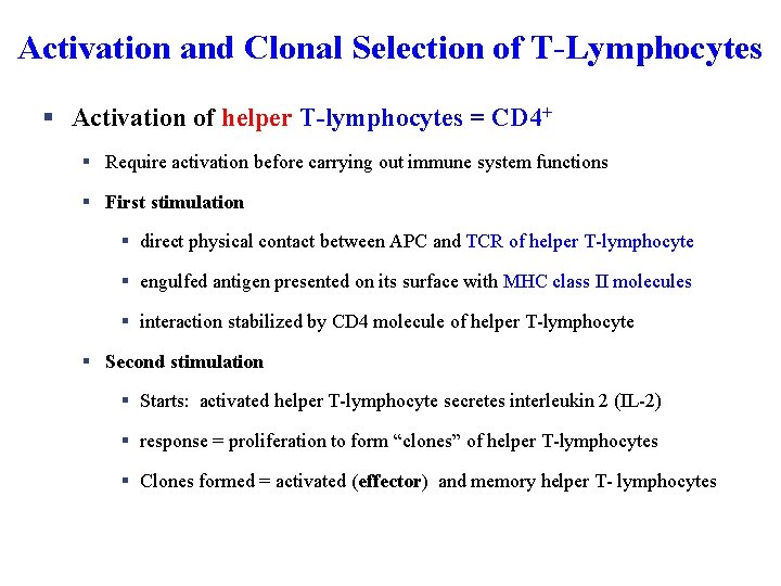 Activation and Clonal Selection of T-Lymphocytes § Activation of helper T-lymphocytes = CD 4+
