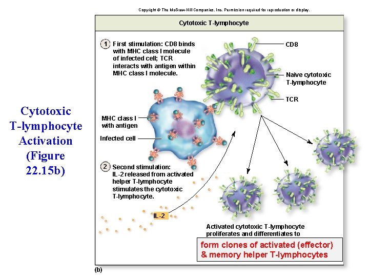 Natural Killer cell destroying cell Immunity II Adaptive