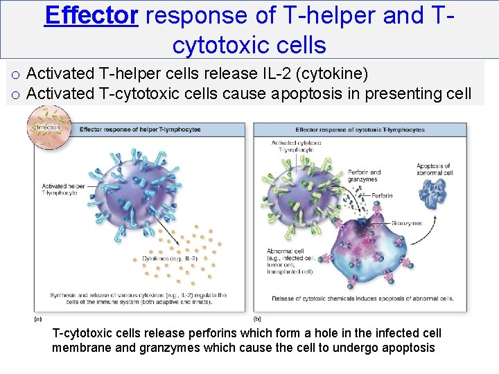 Natural Killer cell destroying cell Immunity II Adaptive