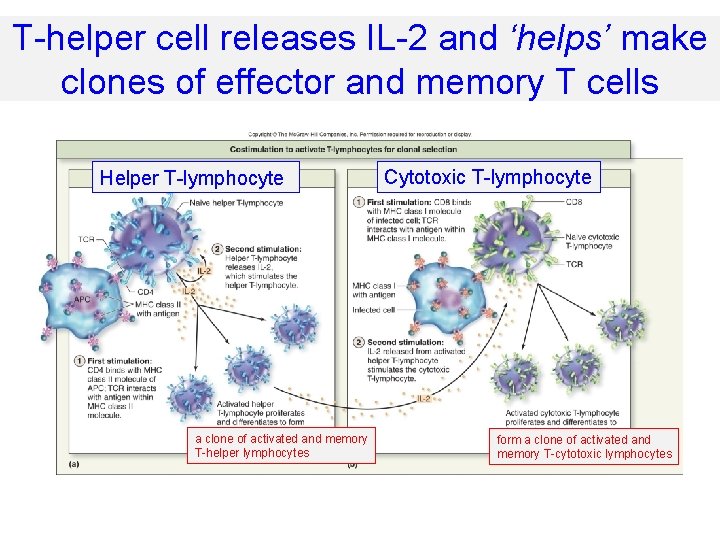 Natural Killer cell destroying cell Immunity II Adaptive