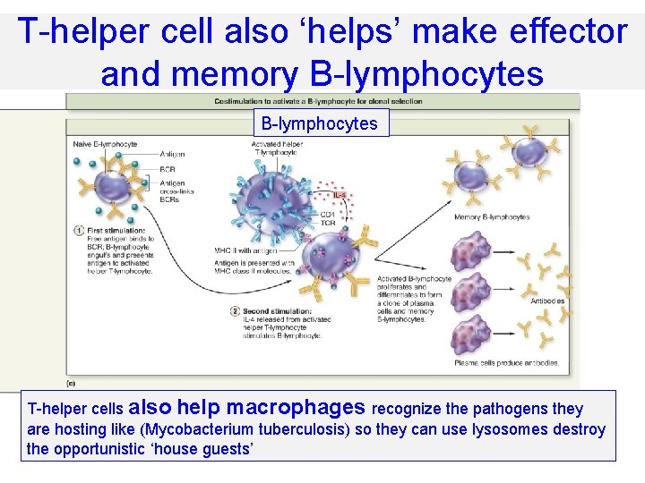 T-helper cell also ‘helps’ make effector and memory B-lymphocytes T-helper cells also help macrophages