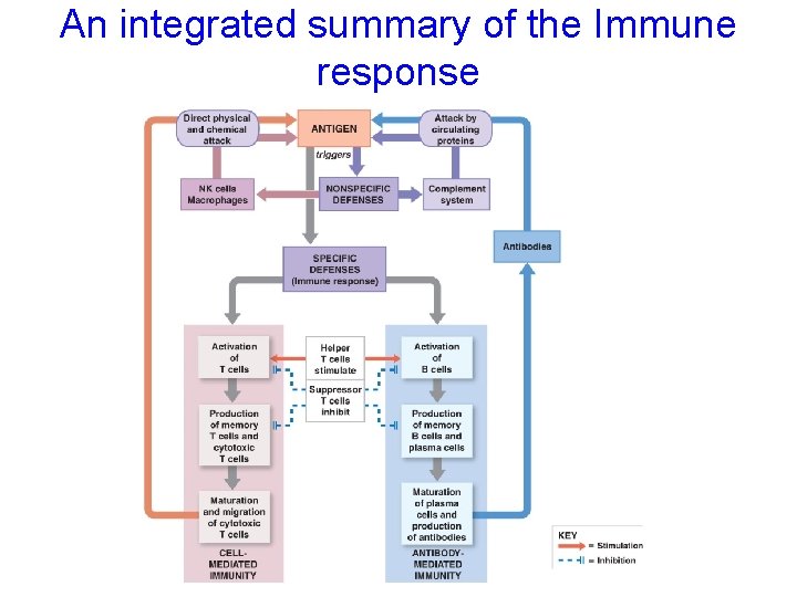 An integrated summary of the Immune response 