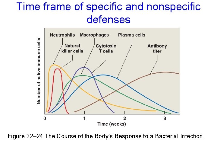 Time frame of specific and nonspecific defenses Figure 22– 24 The Course of the