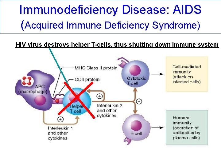 Immunodeficiency Disease: AIDS (Acquired Immune Deficiency Syndrome) HIV virus destroys helper T-cells, thus shutting