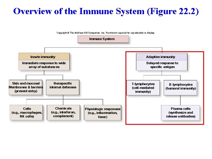 Overview of the Immune System (Figure 22. 2) Copyright © The Mc. Graw-Hill Companies,