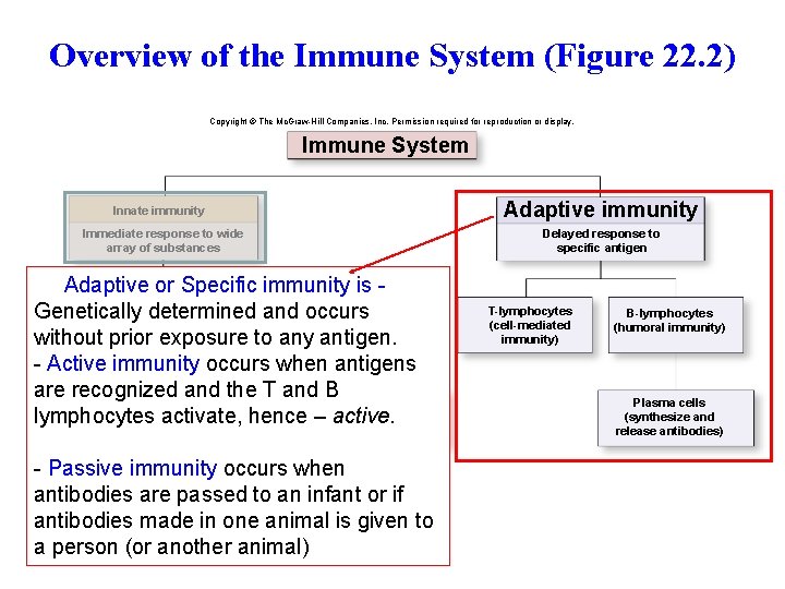 Overview of the Immune System (Figure 22. 2) Copyright © The Mc. Graw-Hill Companies,