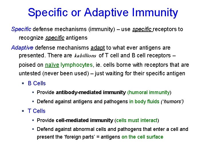 Specific or Adaptive Immunity Specific defense mechanisms (immunity) – use specific receptors to recognize