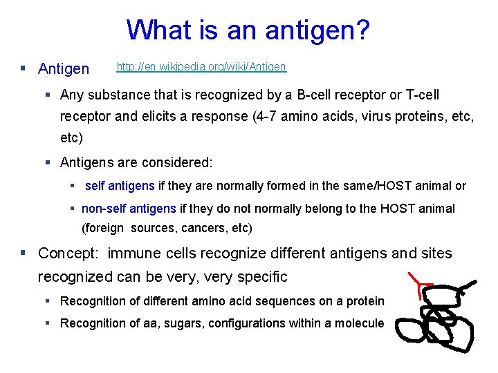 What is an antigen? § Antigen http: //en. wikipedia. org/wiki/Antigen § Any substance that