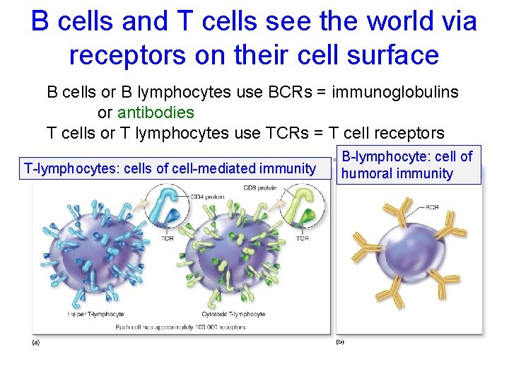 B cells and T cells see the world via receptors on their cell surface
