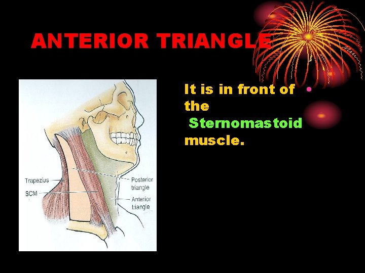 ANTERIOR TRIANGLE It is in front of • the Sternomastoid muscle. 