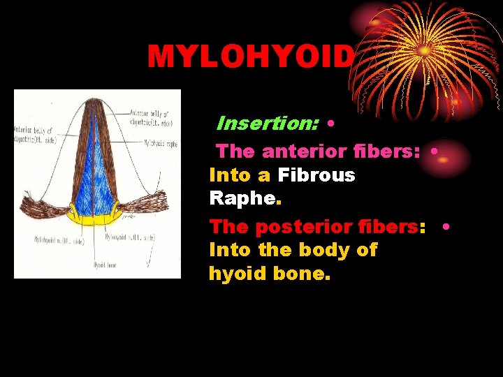 MYLOHYOID Insertion: • The anterior fibers: • Into a Fibrous Raphe. The posterior fibers:
