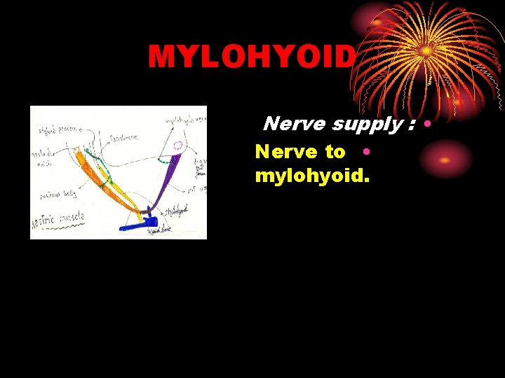 MYLOHYOID Nerve supply : • Nerve to • mylohyoid. 