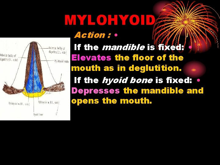 MYLOHYOID Action : • If the mandible is fixed: • Elevates the floor of