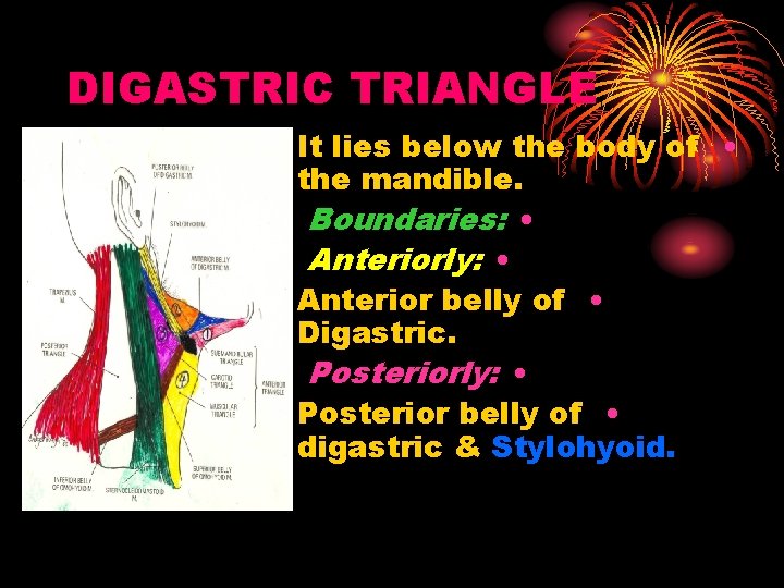 DIGASTRIC TRIANGLE It lies below the body of • the mandible. Boundaries: • Anteriorly: