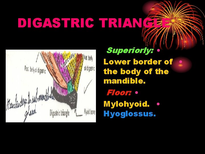 DIGASTRIC TRIANGLE Superiorly: • Lower border of • the body of the mandible. Floor: