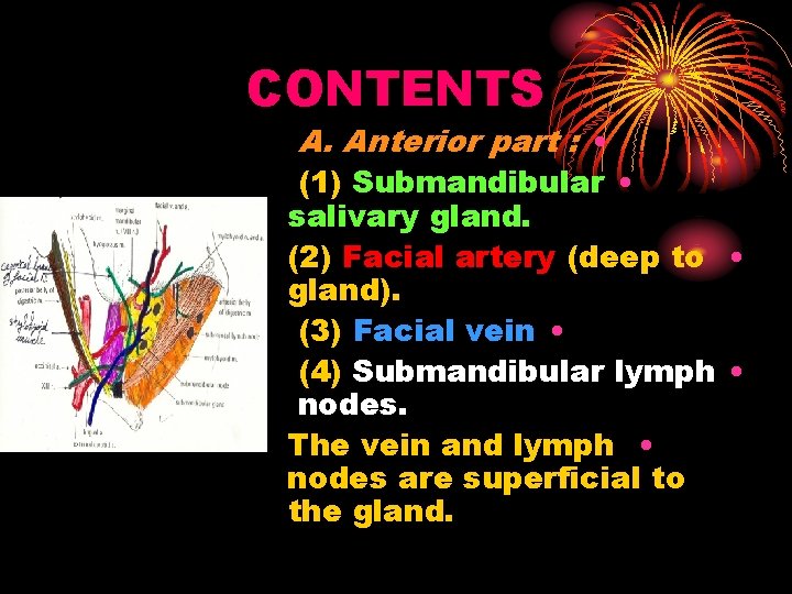 CONTENTS A. Anterior part : • (1) Submandibular • salivary gland. (2) Facial artery