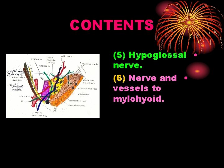 CONTENTS (5) Hypoglossal • nerve. (6) Nerve and • vessels to mylohyoid. 
