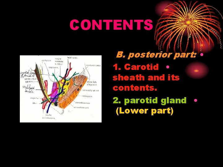 CONTENTS B. posterior part: • 1. Carotid • sheath and its contents. 2. parotid