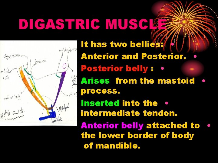 DIGASTRIC MUSCLE It has two bellies: • Anterior and Posterior. • Posterior belly :