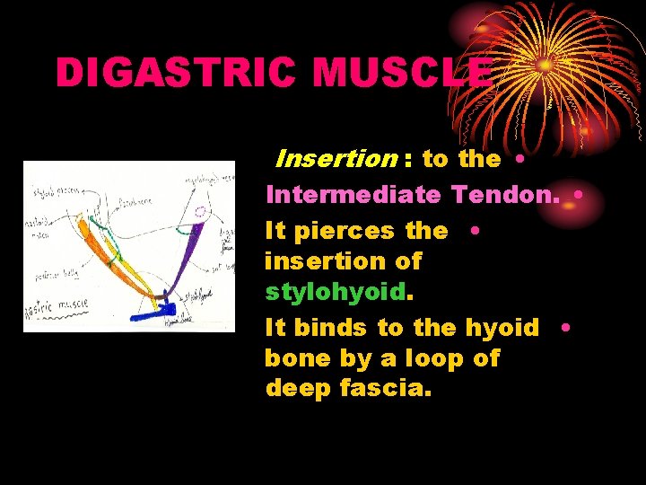 DIGASTRIC MUSCLE Insertion : to the • Intermediate Tendon. • It pierces the •
