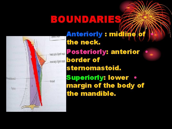 BOUNDARIES Anteriorly : midline of • the neck. Posteriorly: anterior • border of sternomastoid.