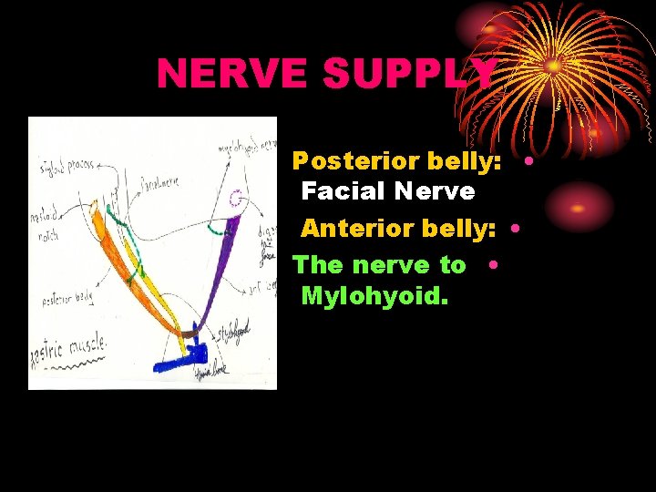 NERVE SUPPLY Posterior belly: • Facial Nerve Anterior belly: • The nerve to •