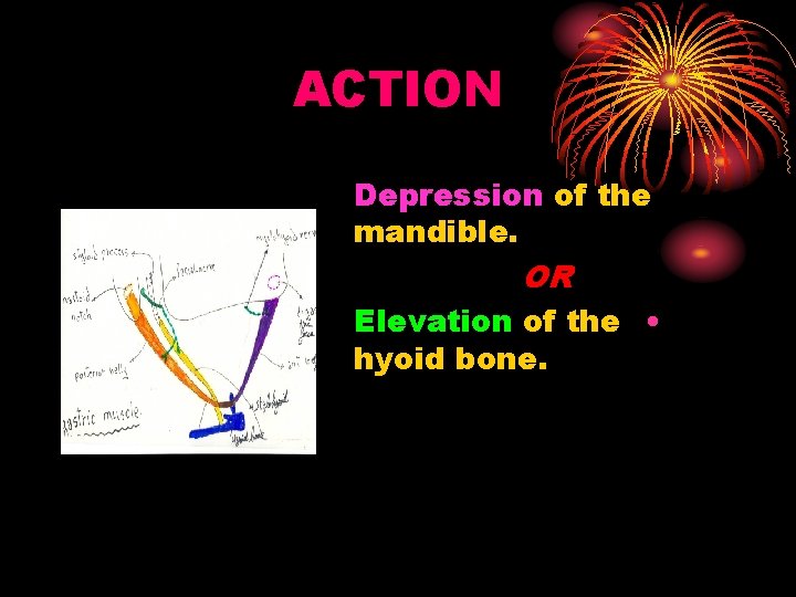 ACTION Depression of the mandible. OR Elevation of the • hyoid bone. 