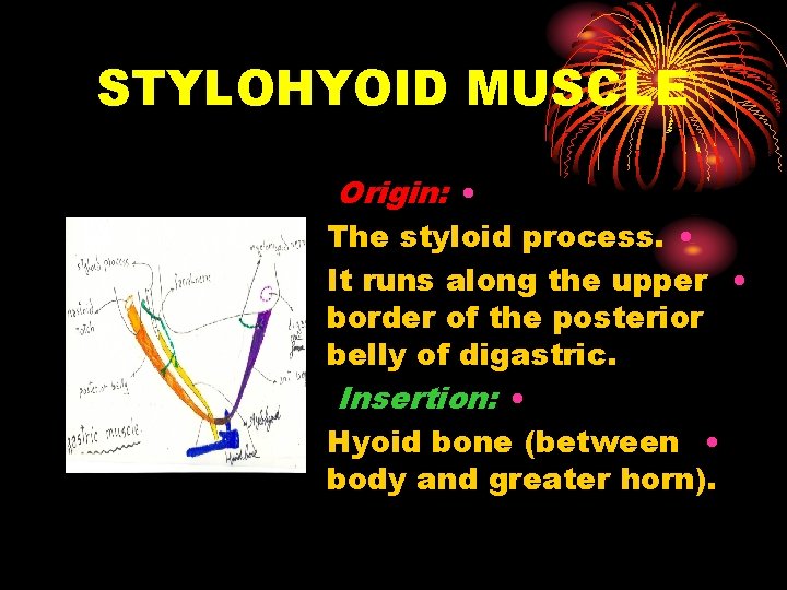 STYLOHYOID MUSCLE Origin: • The styloid process. • It runs along the upper •