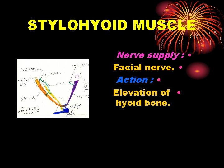 STYLOHYOID MUSCLE Nerve supply : • Facial nerve. • Action : • Elevation of