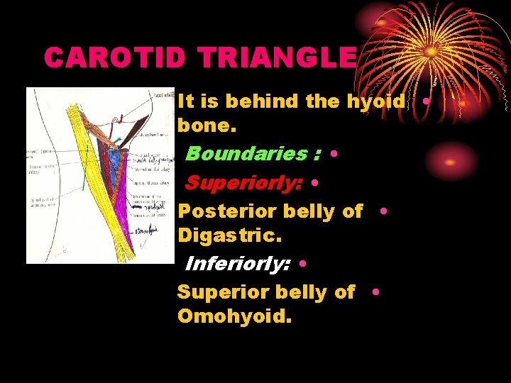 CAROTID TRIANGLE It is behind the hyoid • bone. Boundaries : • Superiorly: •