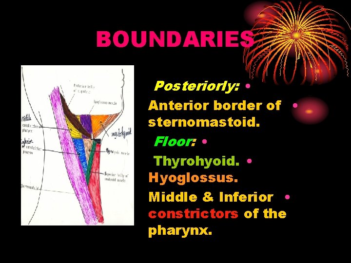 BOUNDARIES Posteriorly: • Anterior border of • sternomastoid. Floor: • Thyrohyoid. • Hyoglossus. Middle